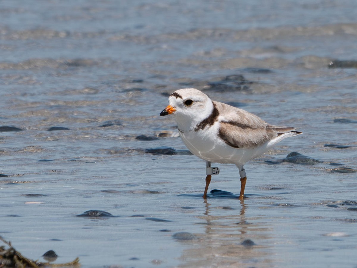 Piping Plover - ML620585562