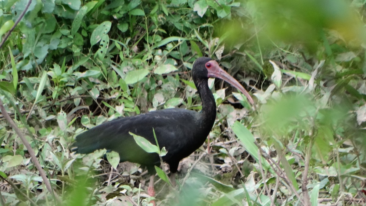 Bare-faced Ibis - ML620585563