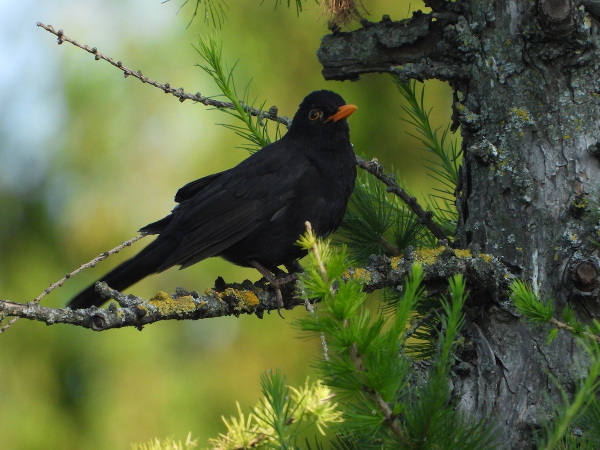 Eurasian Blackbird - ML620585568