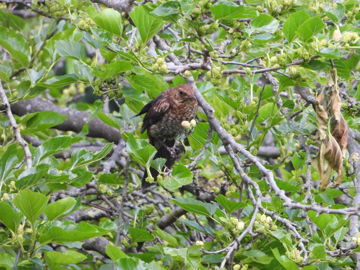 Eurasian Blackbird - ML620585569