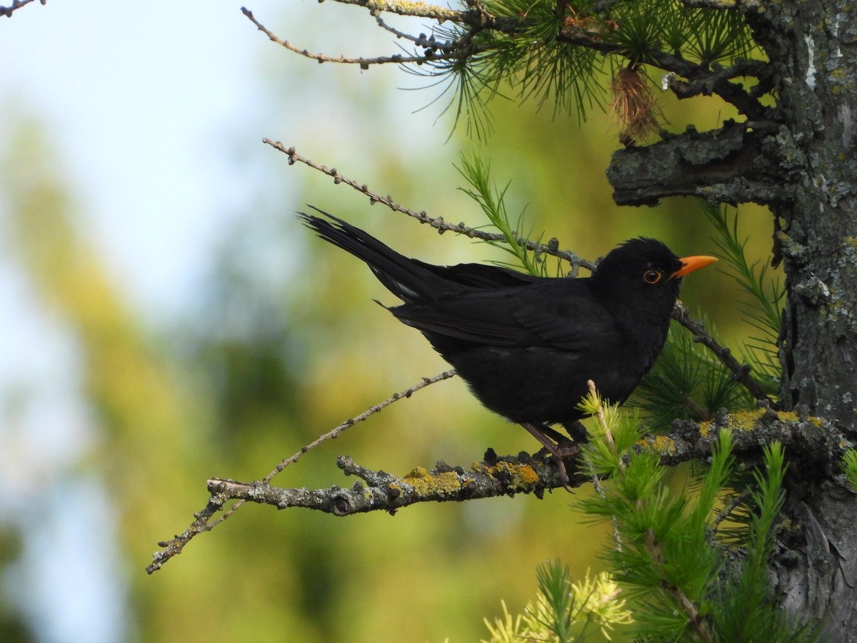 Eurasian Blackbird - ML620585570