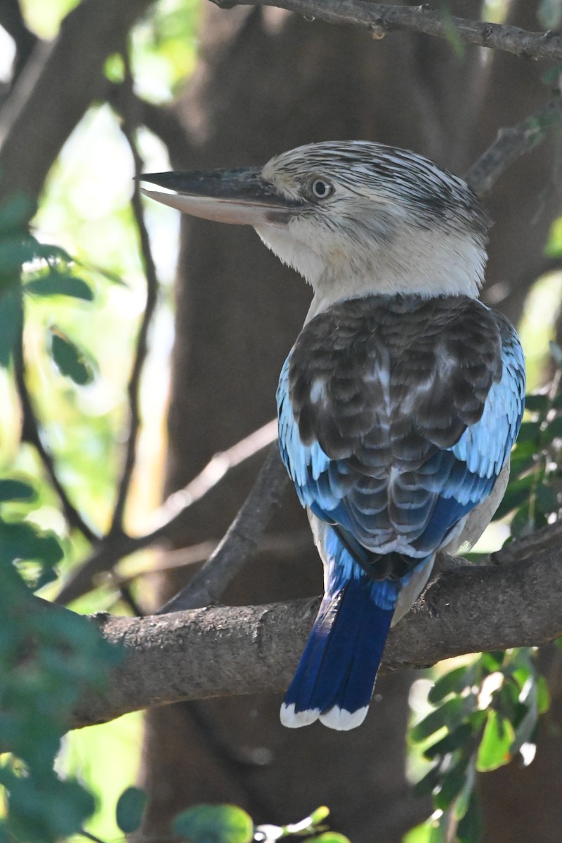 Blue-winged Kookaburra - ML620585578