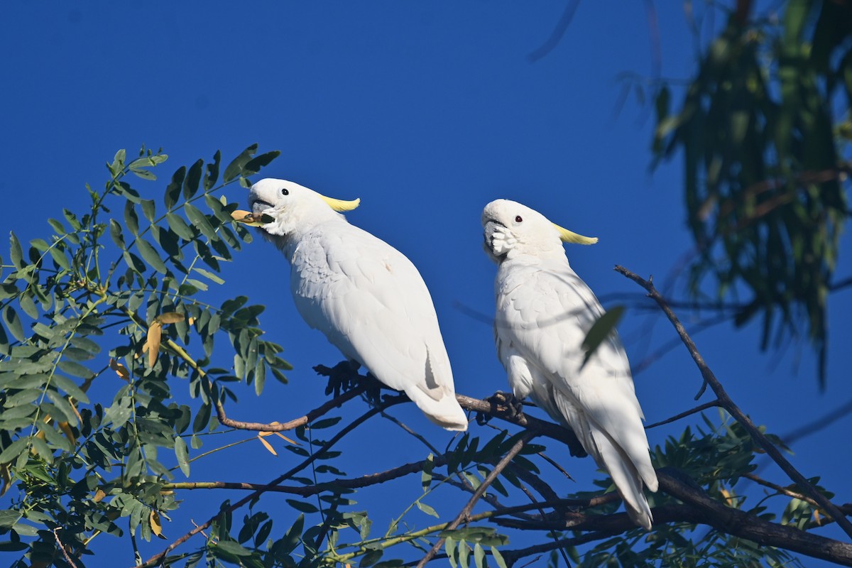 Sulphur-crested Cockatoo - ML620585582