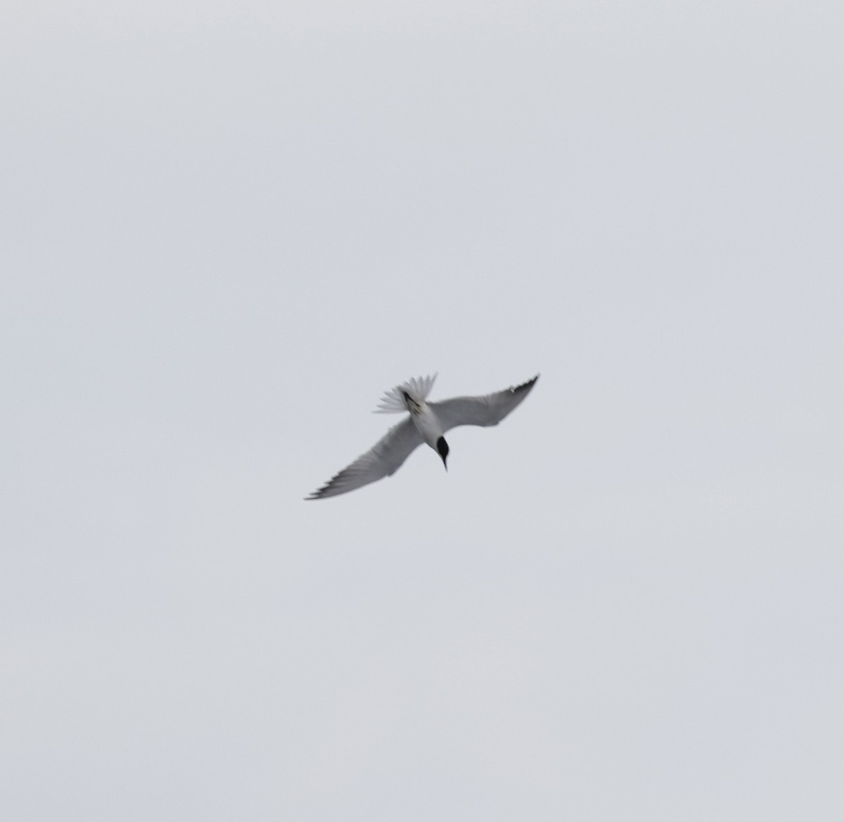 Gull-billed Tern - Pelin Karaca