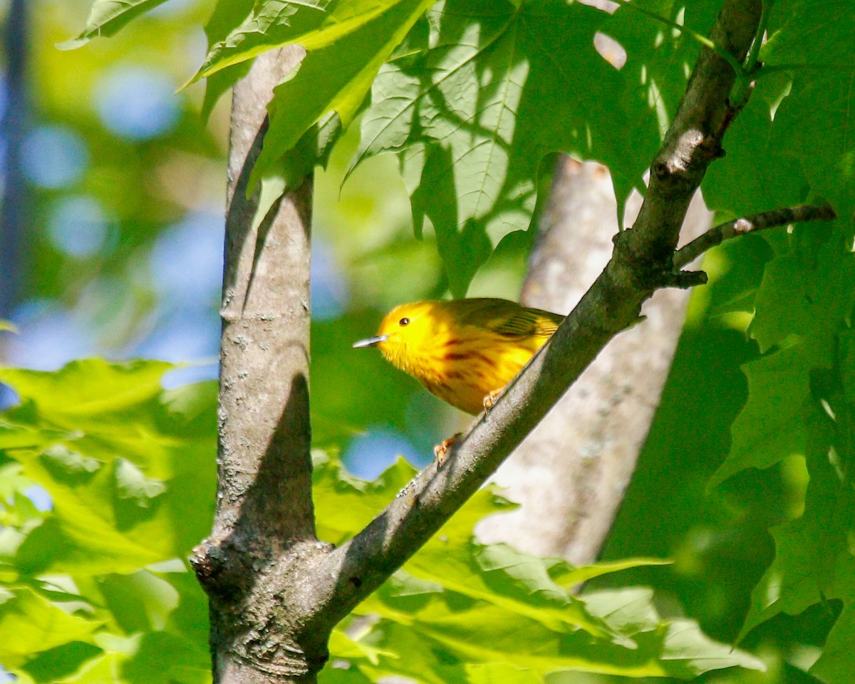 Yellow Warbler (Northern) - ML620585616