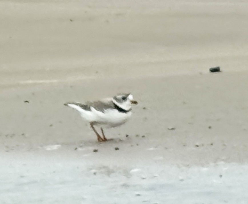 Piping Plover - ML620585617