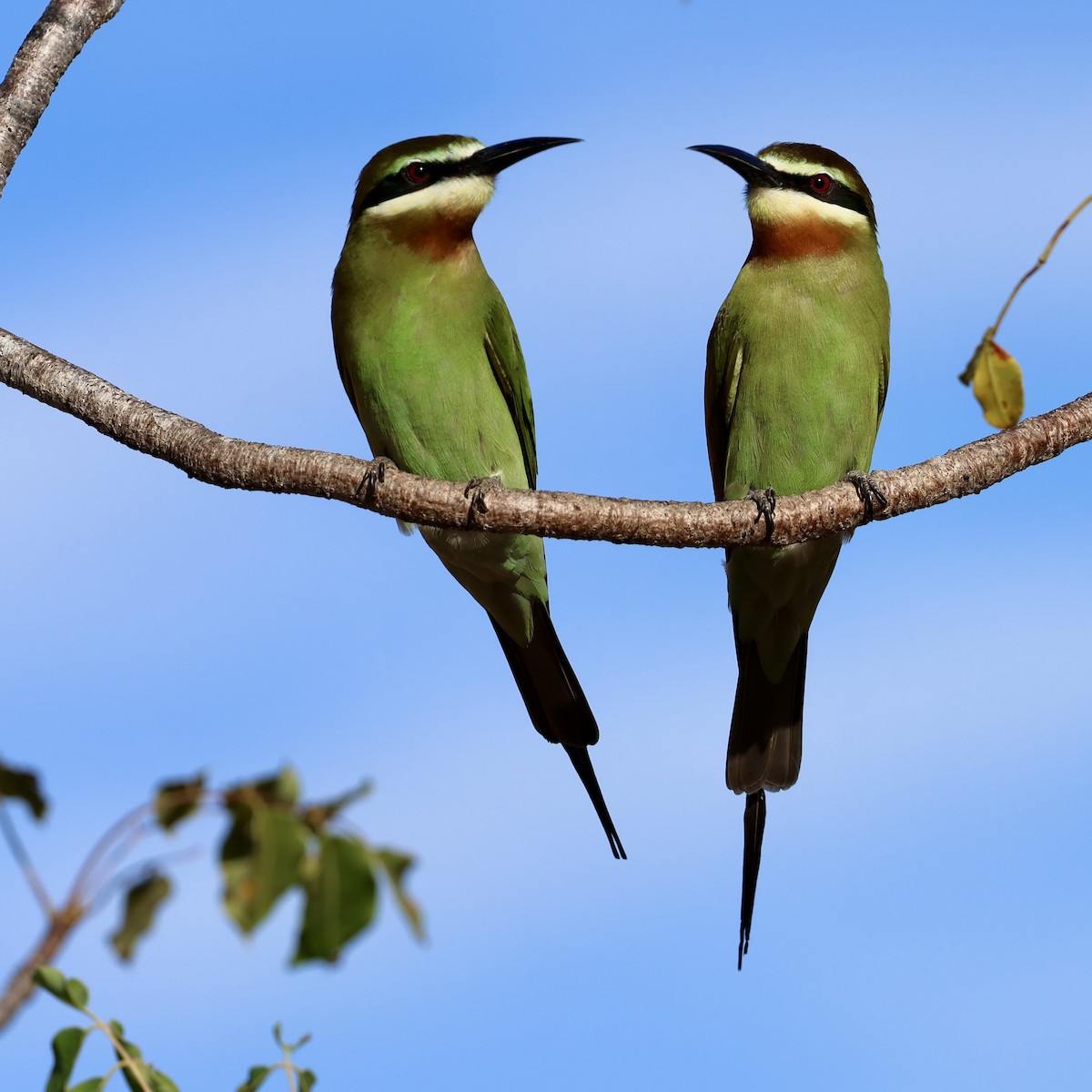 Madagascar Bee-eater - ML620585645