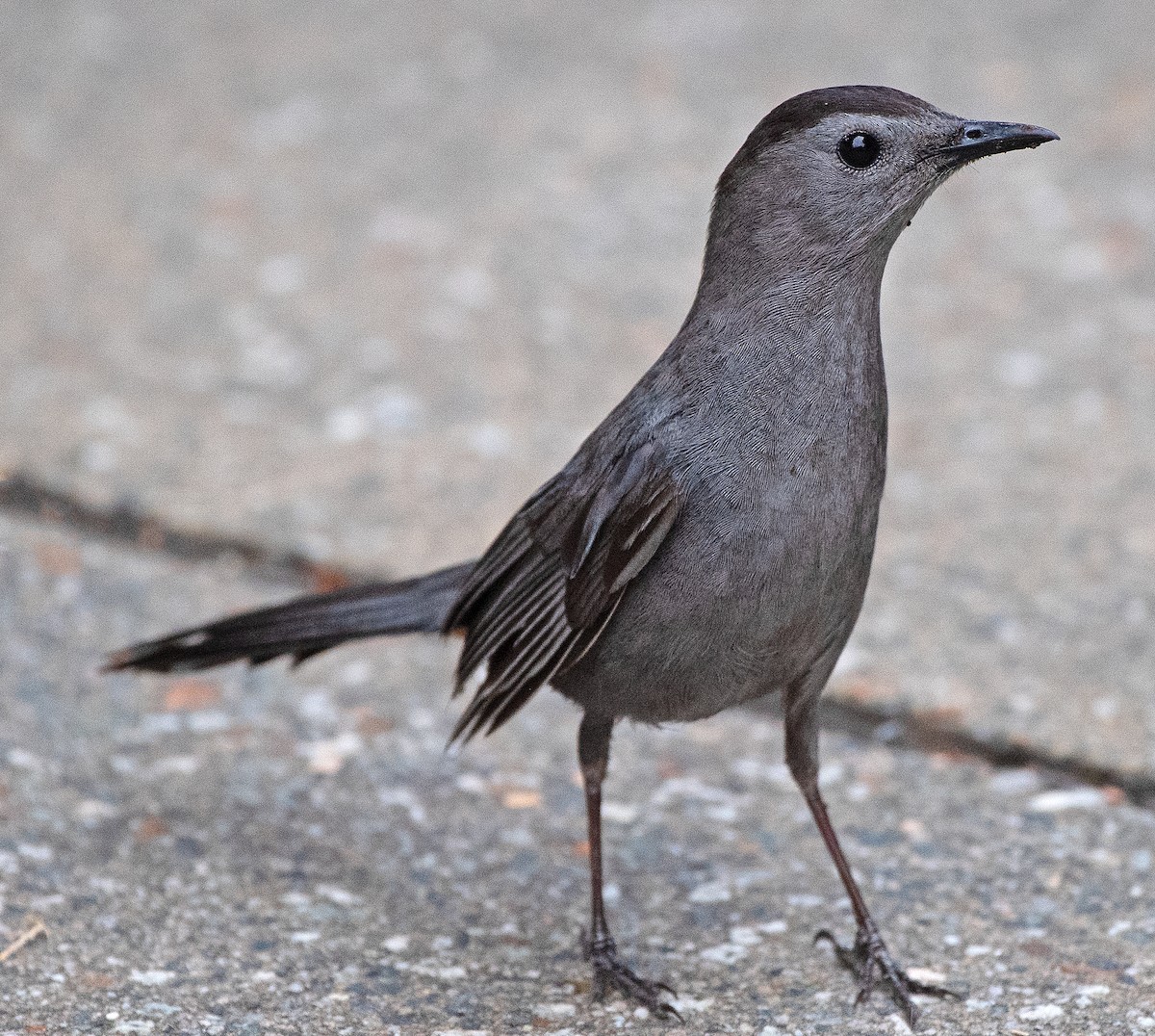 Pájaro Gato Gris - ML620585648