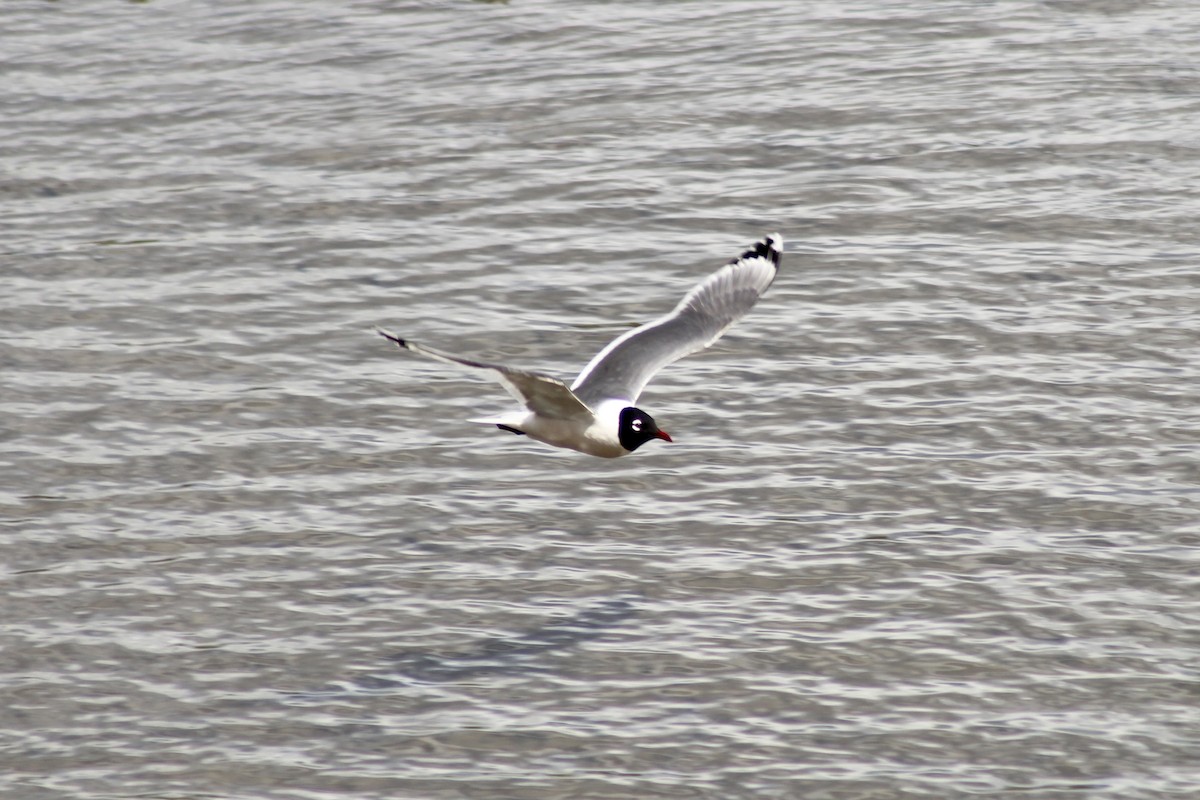 Franklin's Gull - ML620585652