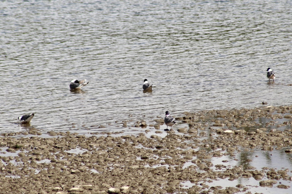 Franklin's Gull - ML620585653