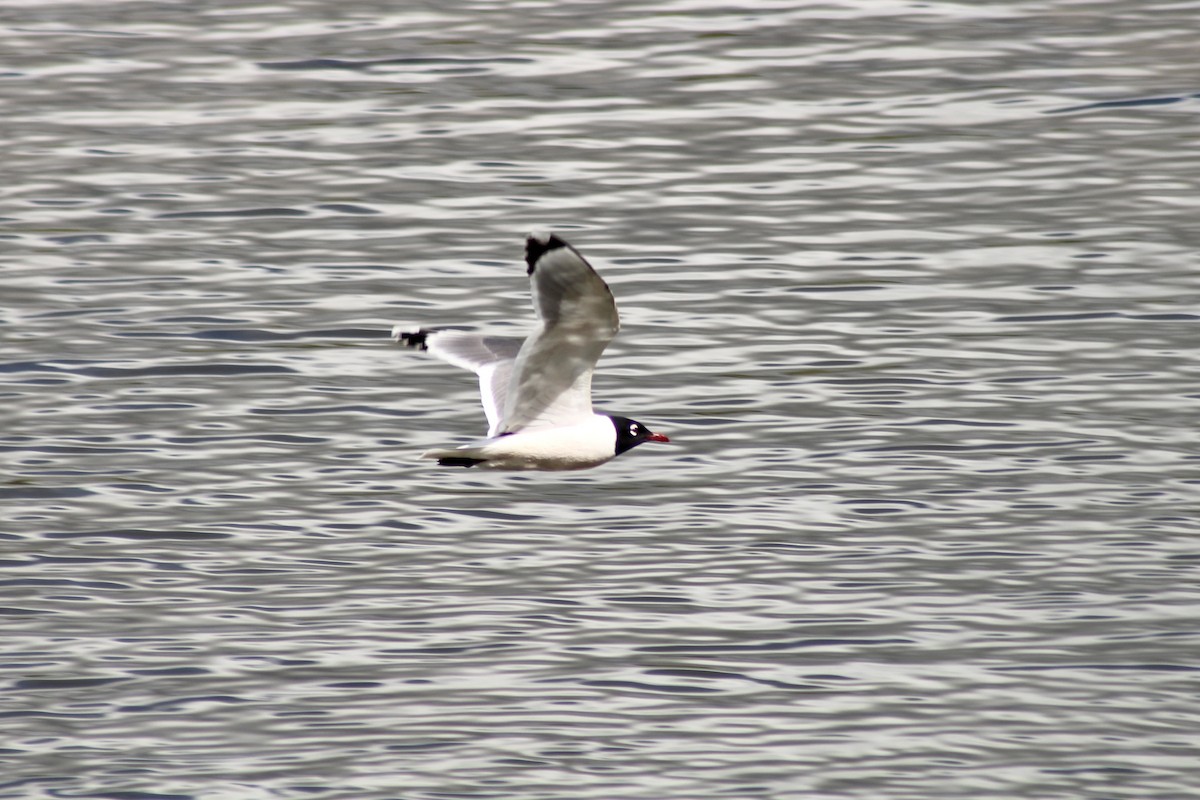 Franklin's Gull - ML620585654