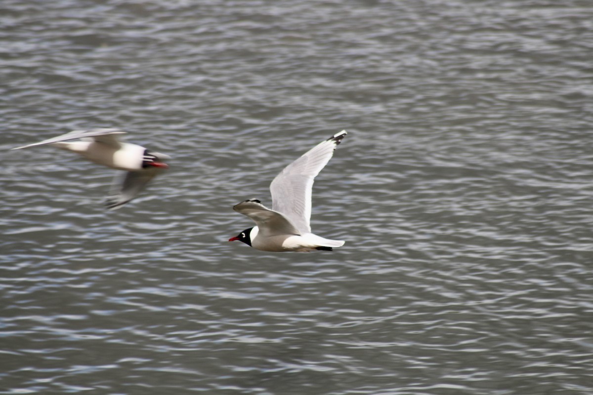 Franklin's Gull - ML620585655