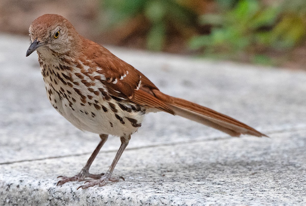 Brown Thrasher - ML620585661