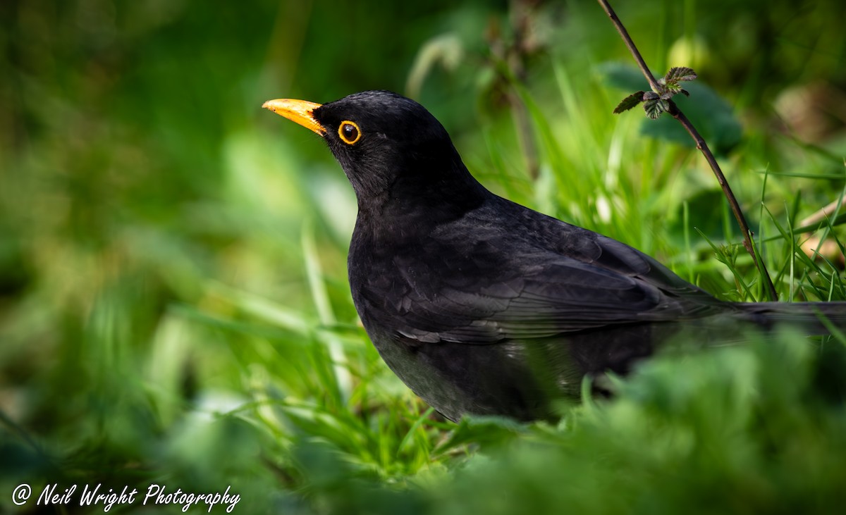 Eurasian Blackbird - ML620585667