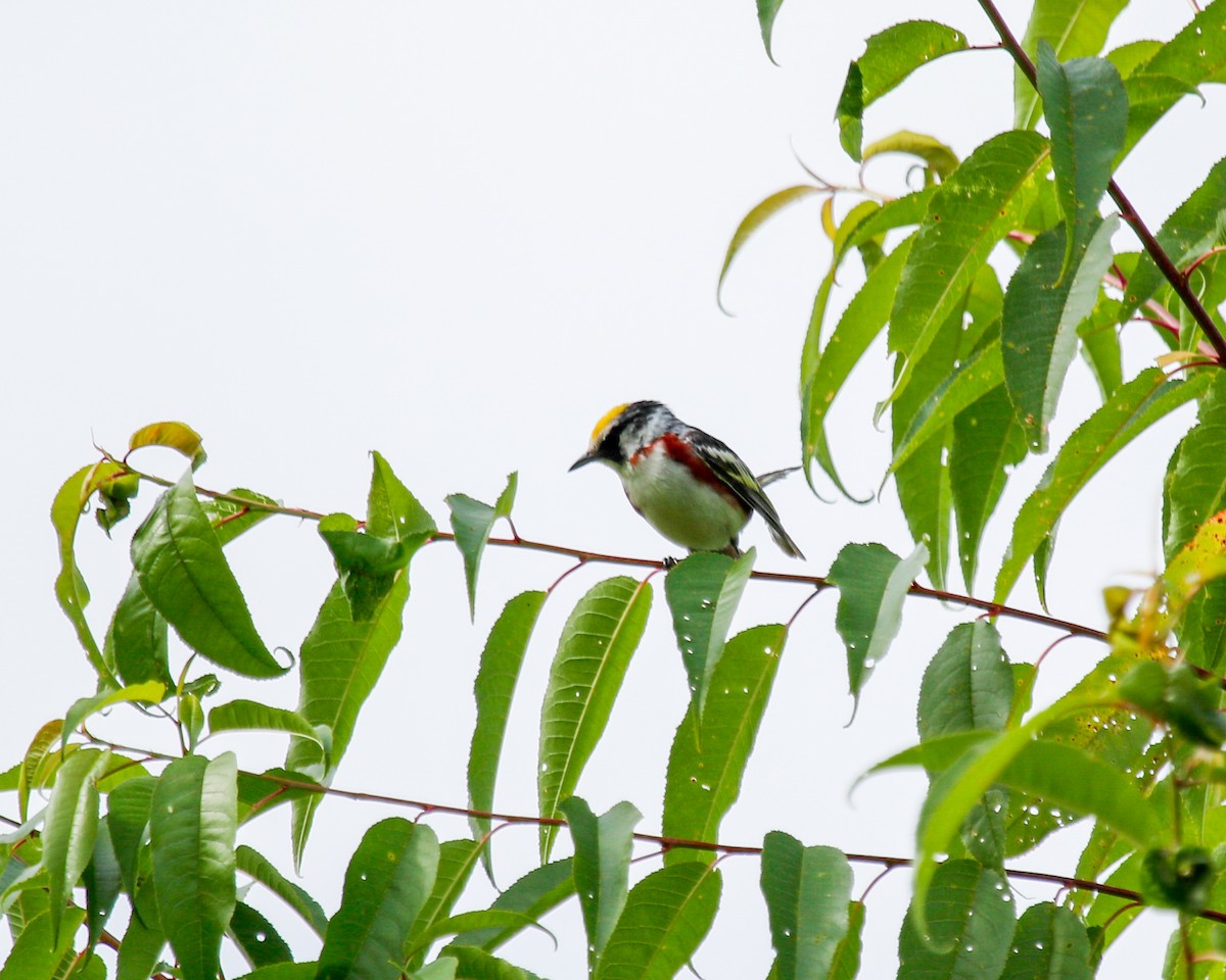 Chestnut-sided Warbler - ML620585681