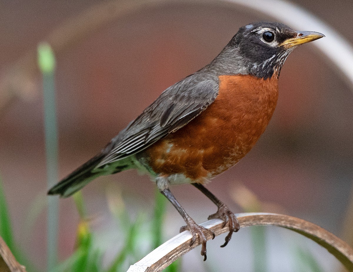 American Robin - ML620585682