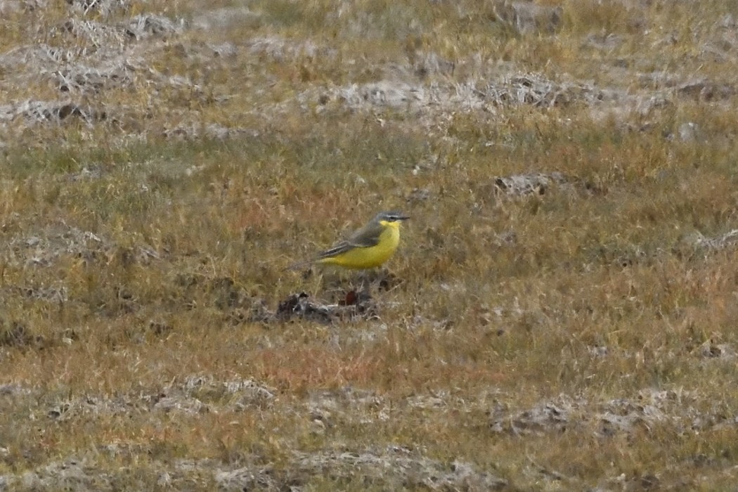 Eastern Yellow Wagtail - ML620585684