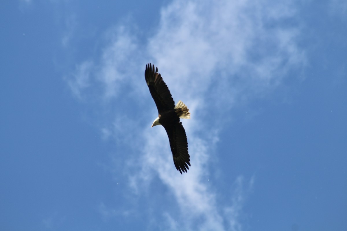 Bald Eagle - ML620585688