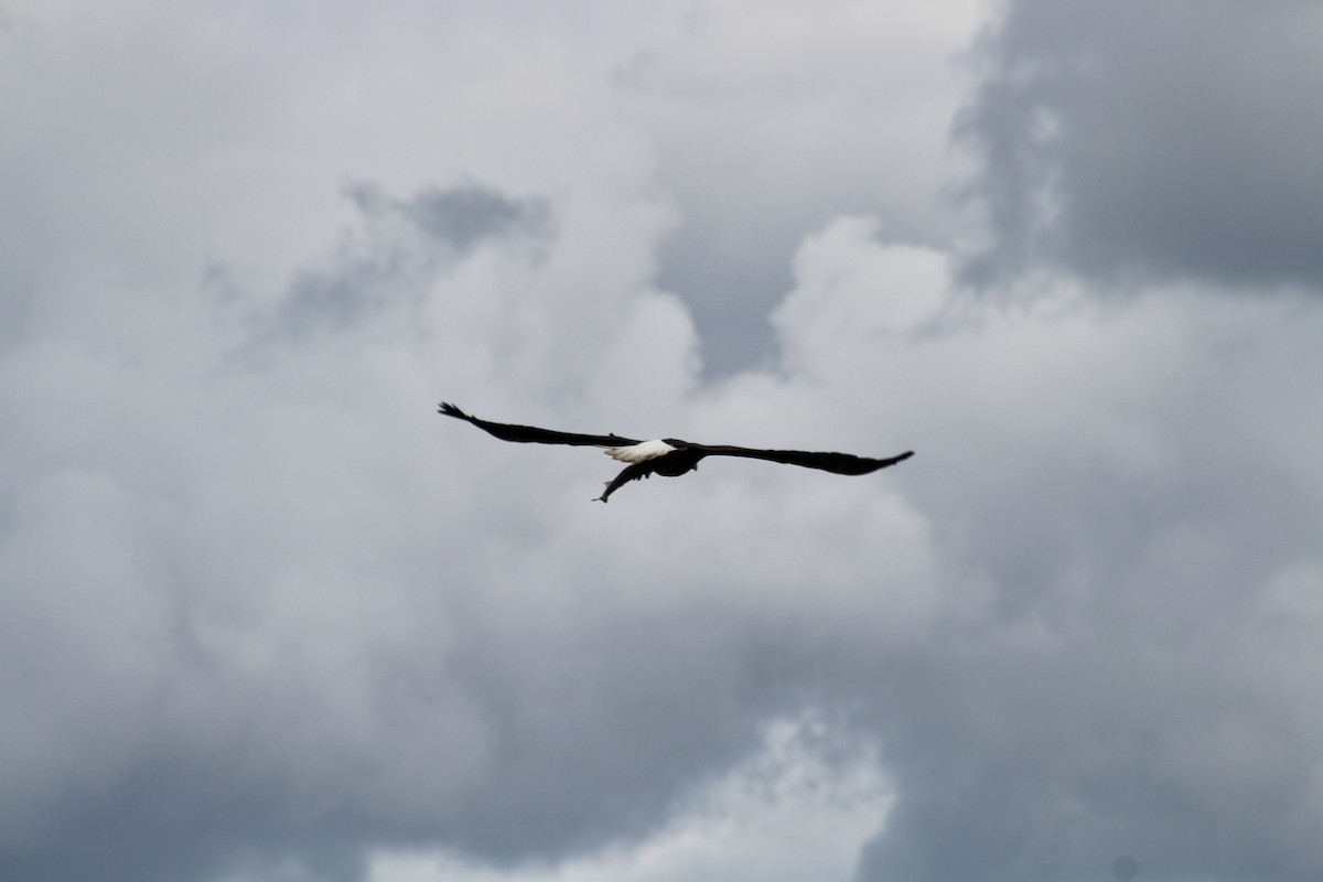 Bald Eagle - ML620585690