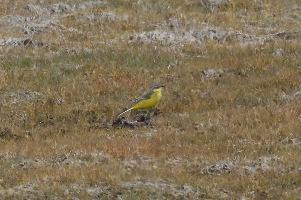 Eastern Yellow Wagtail - ML620585693