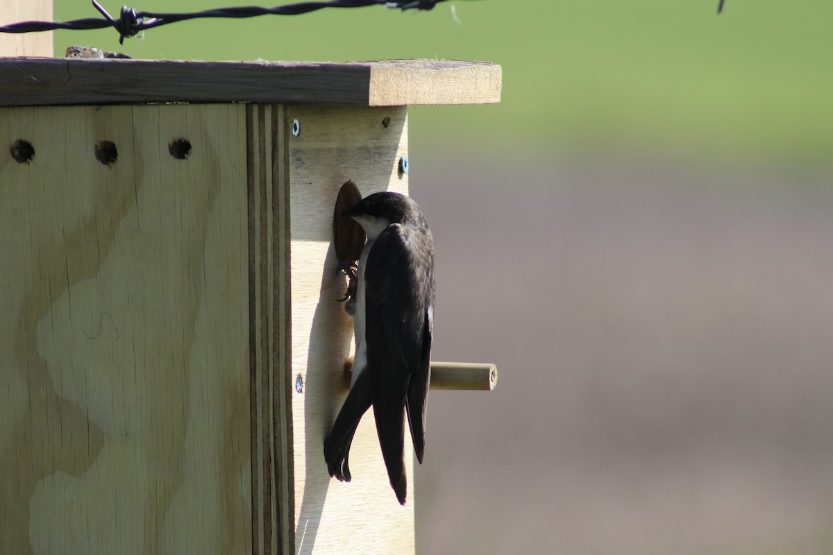 Tree Swallow - ML620585711