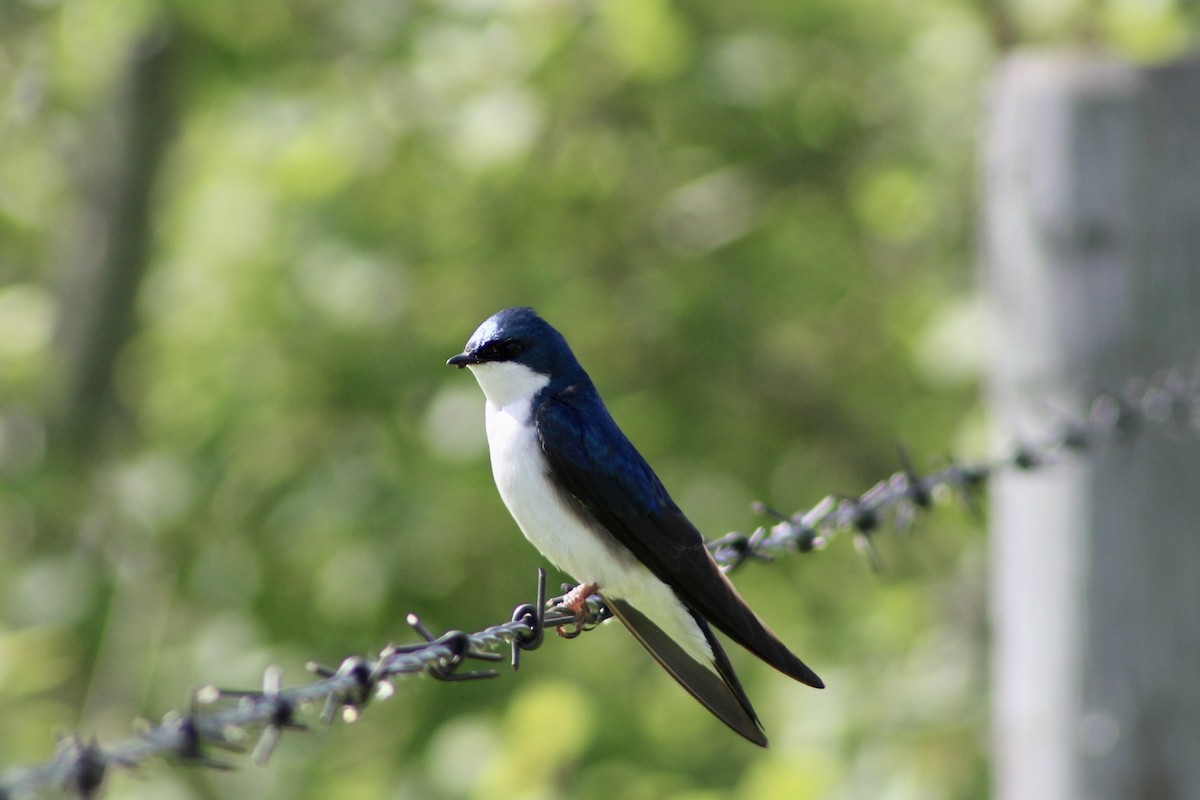 Tree Swallow - ML620585714