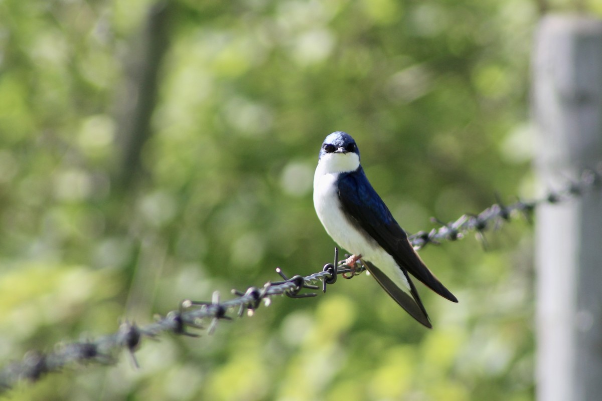 Tree Swallow - Anne R.