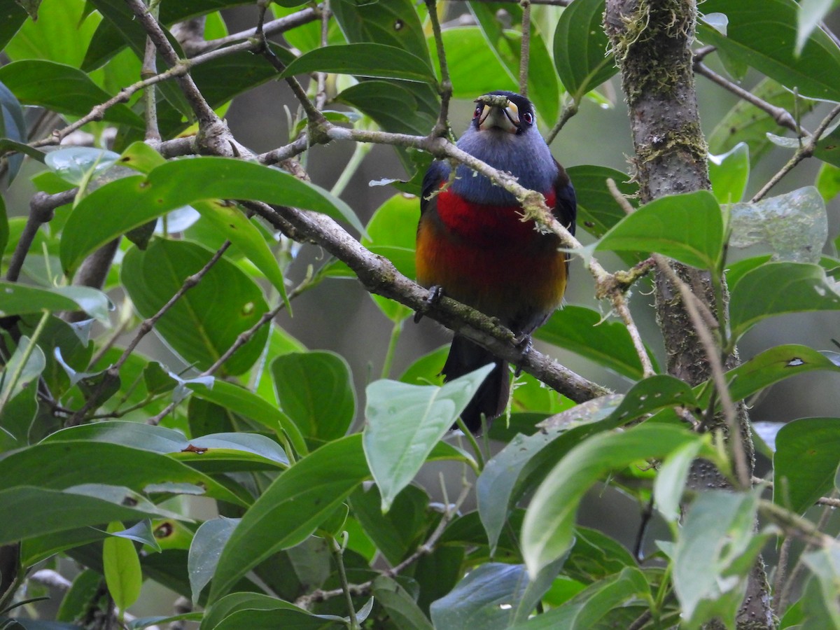 Toucan Barbet - ML620585721