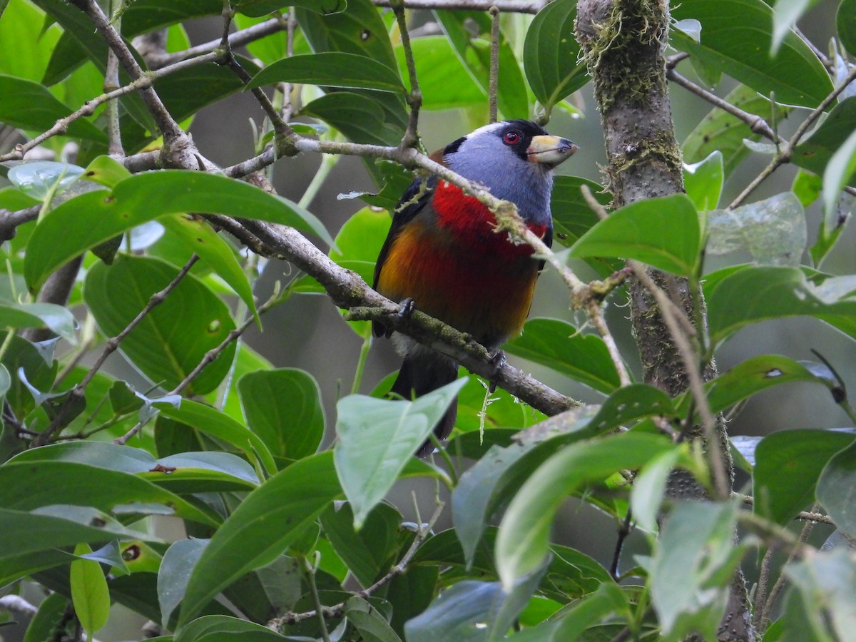 Toucan Barbet - ML620585722