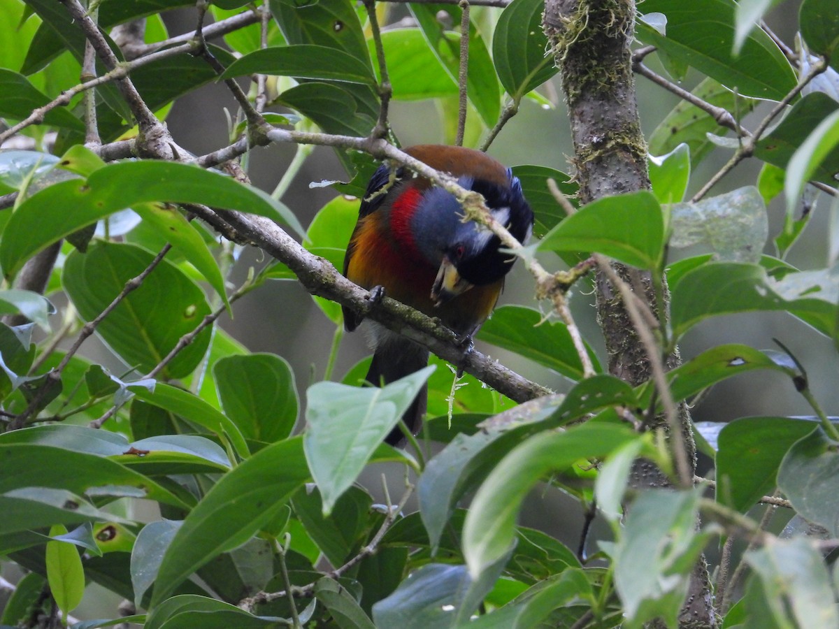 Toucan Barbet - ML620585725