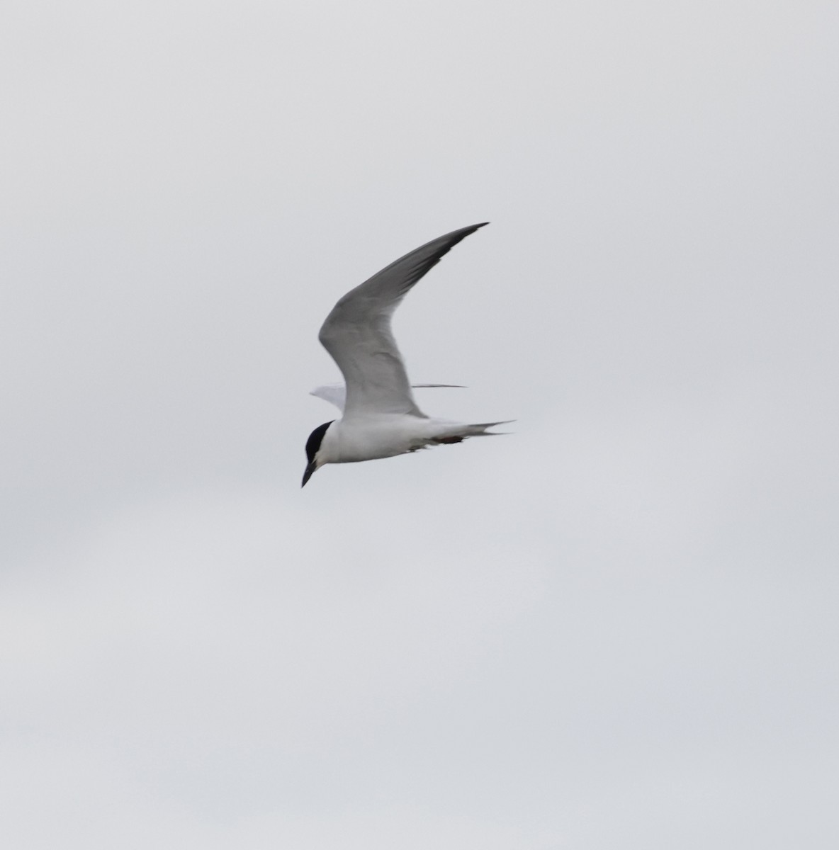 Gull-billed Tern - ML620585731