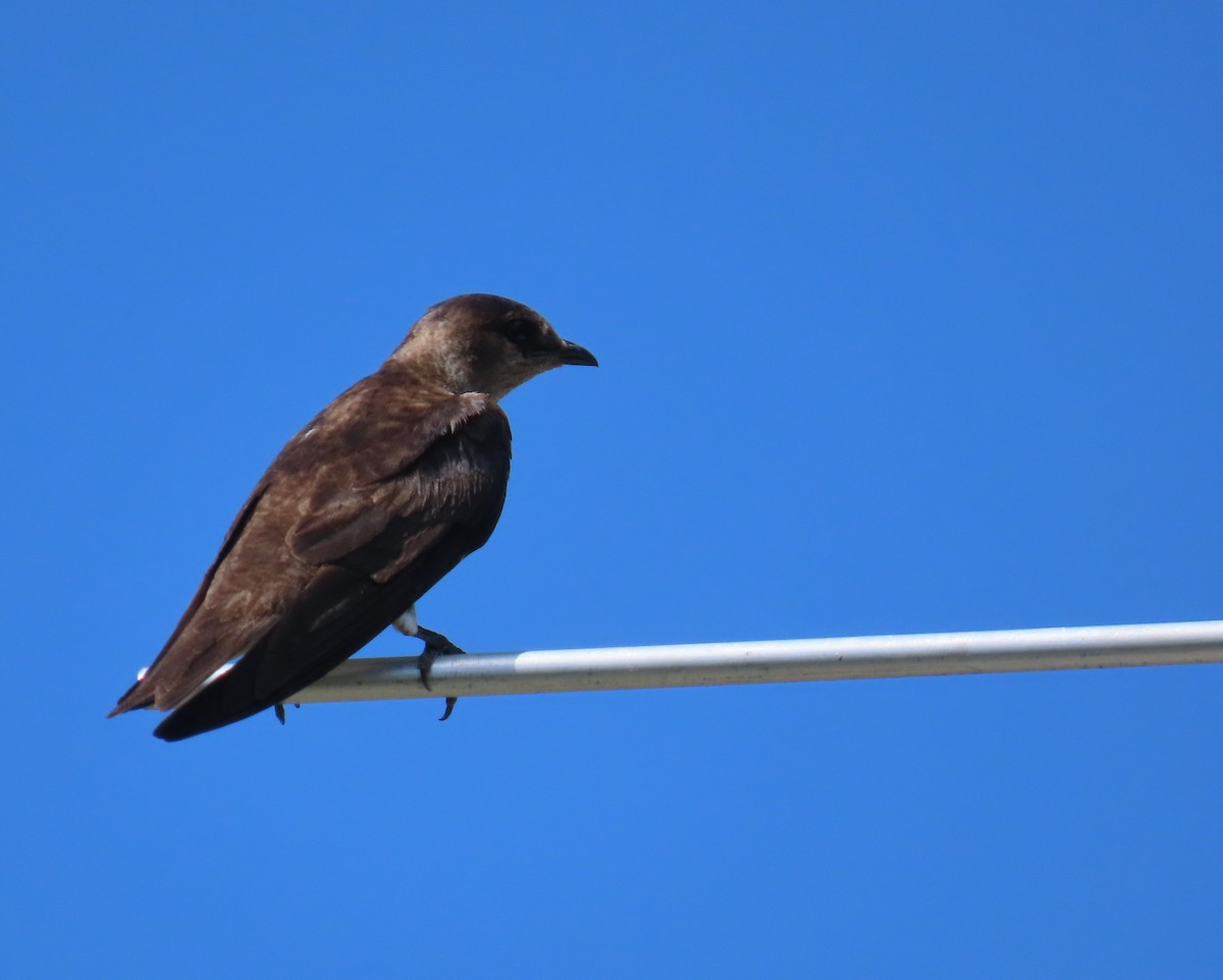 Purple Martin - ML620585736