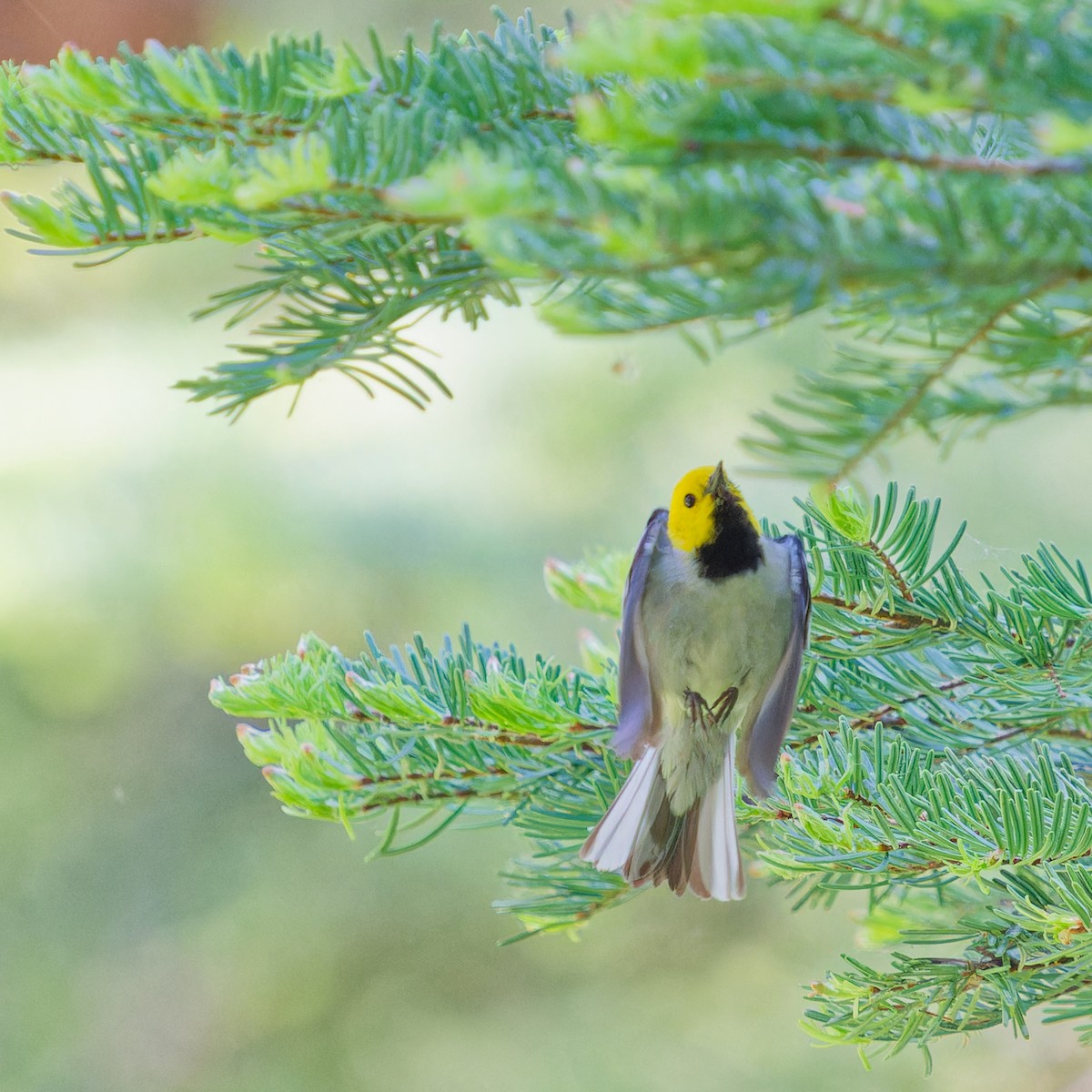 Hermit Warbler - ML620585741