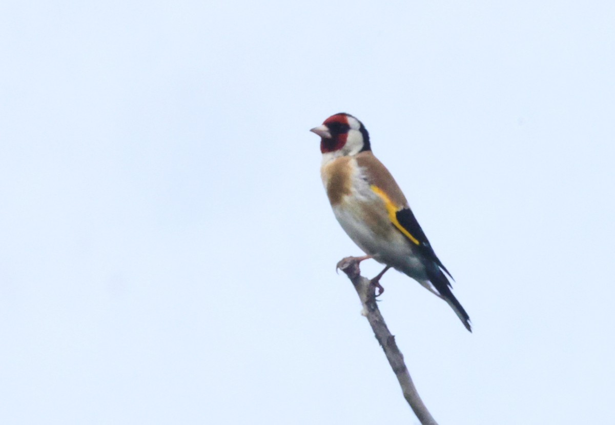 European Goldfinch - ML620585744