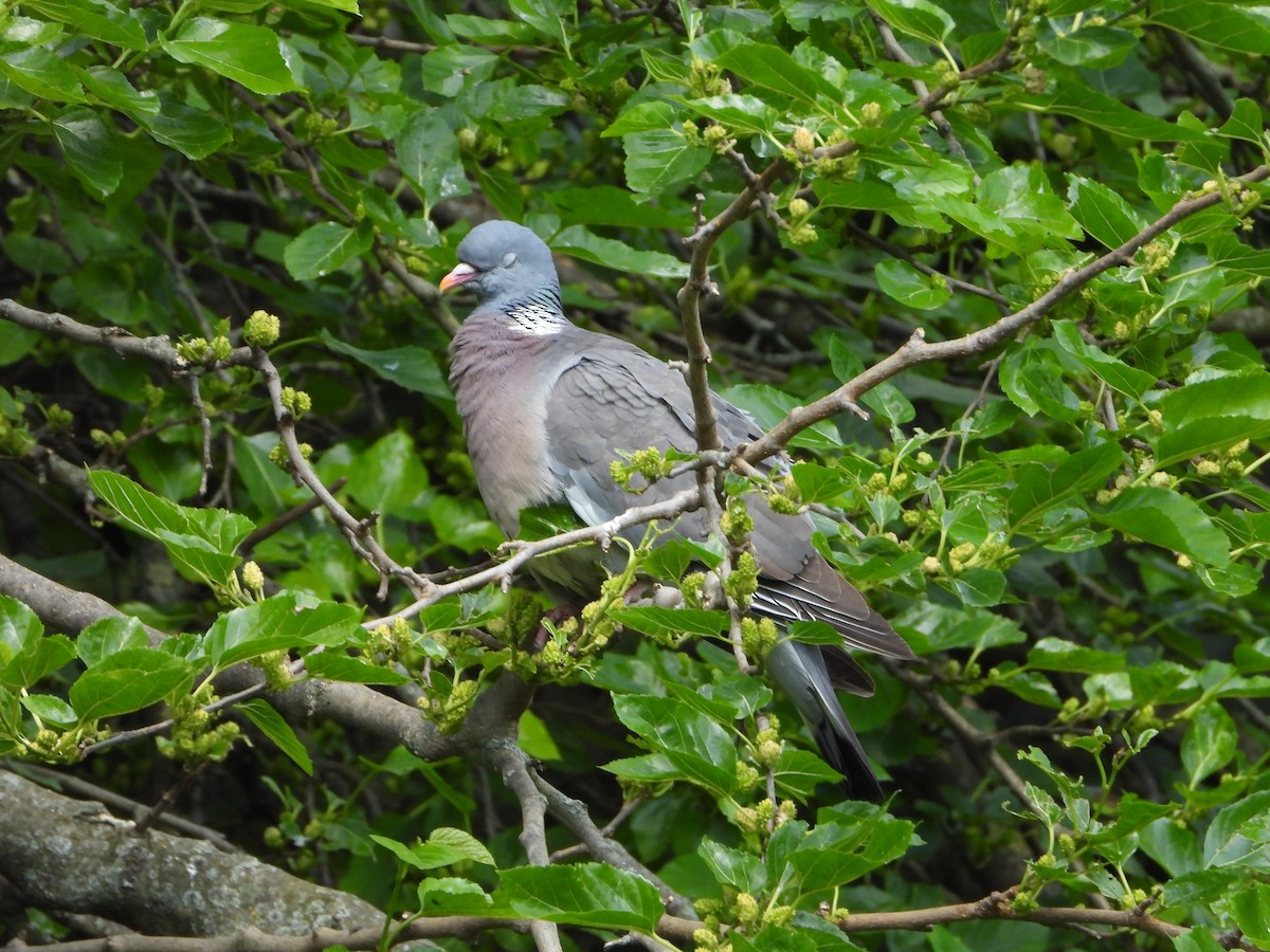 Common Wood-Pigeon - ML620585750