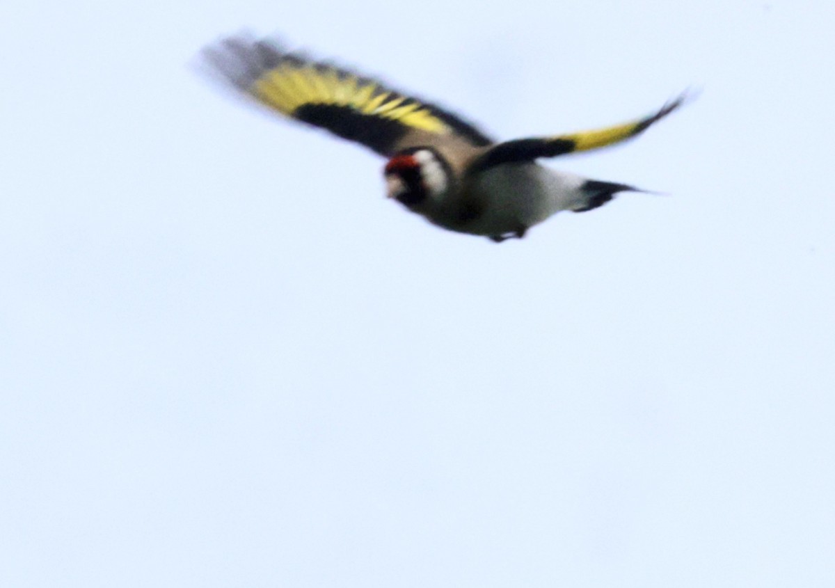 European Goldfinch - ML620585753