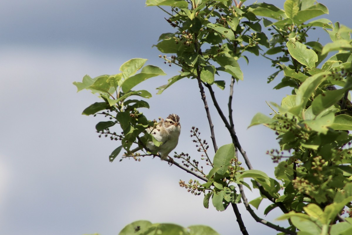 Clay-colored Sparrow - Anne R.