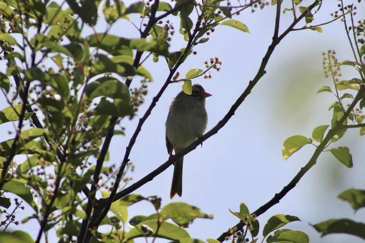 Clay-colored Sparrow - Anne R.