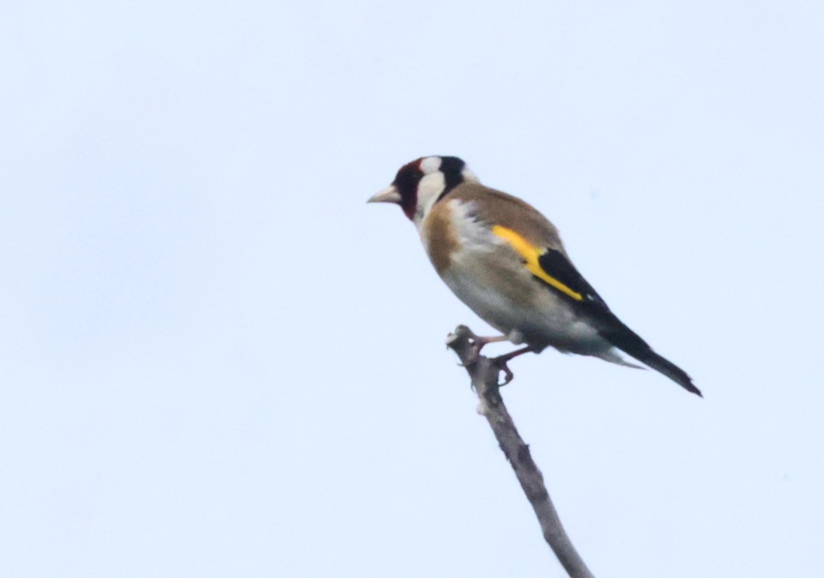 European Goldfinch - ML620585760