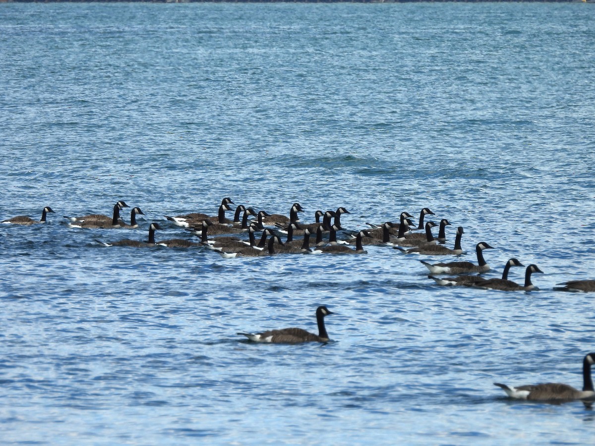 Canada Goose - ML620585764