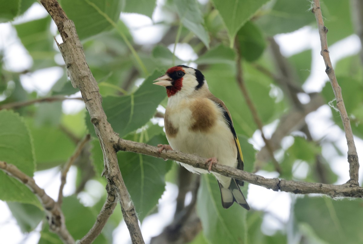 European Goldfinch - ML620585765