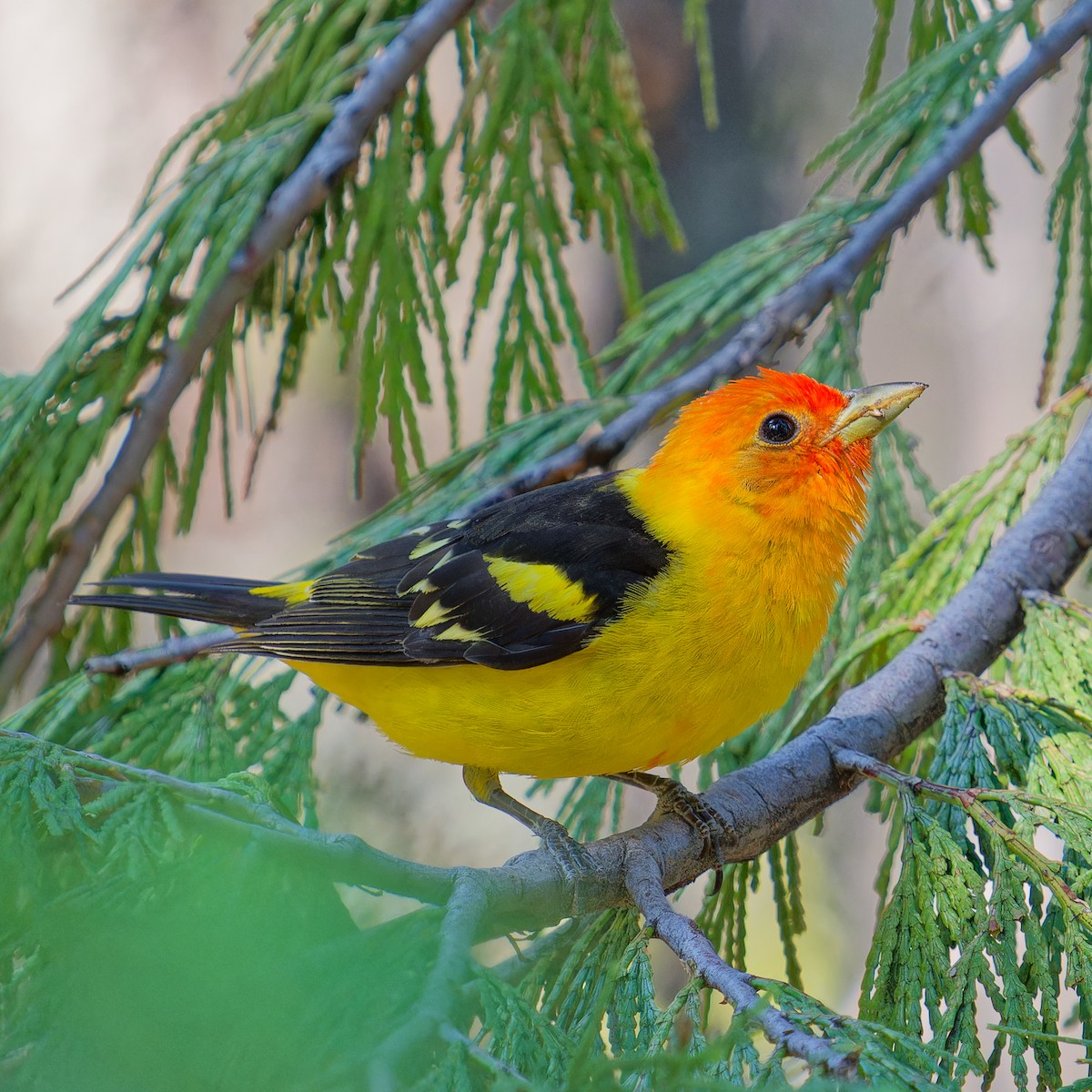 Western Tanager - ML620585767