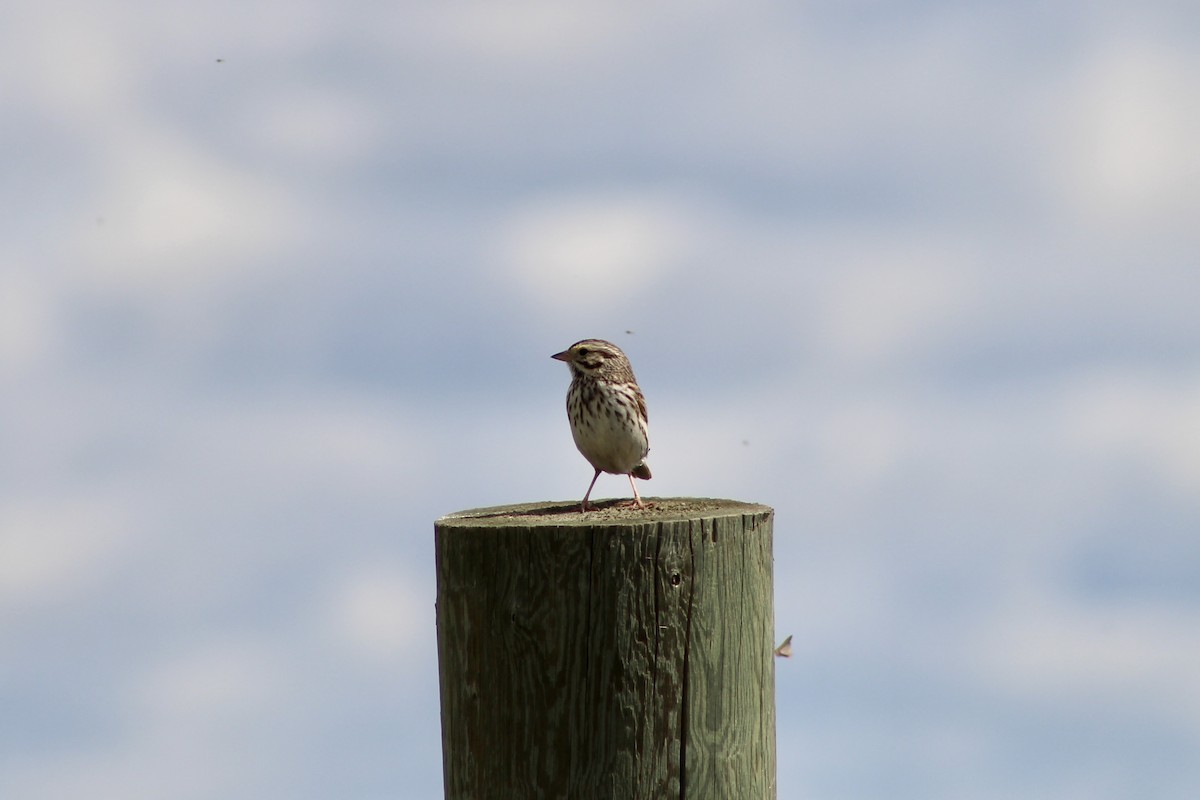 Savannah Sparrow (Savannah) - ML620585772