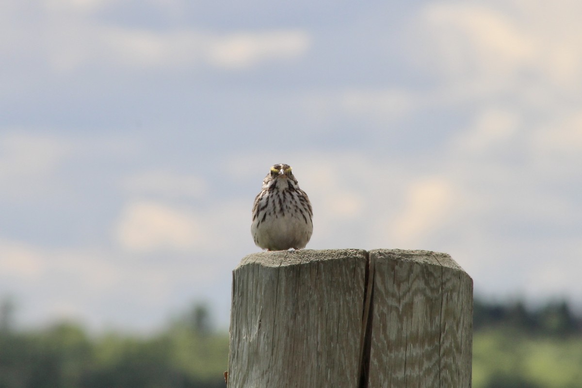 Savannah Sparrow (Savannah) - ML620585773