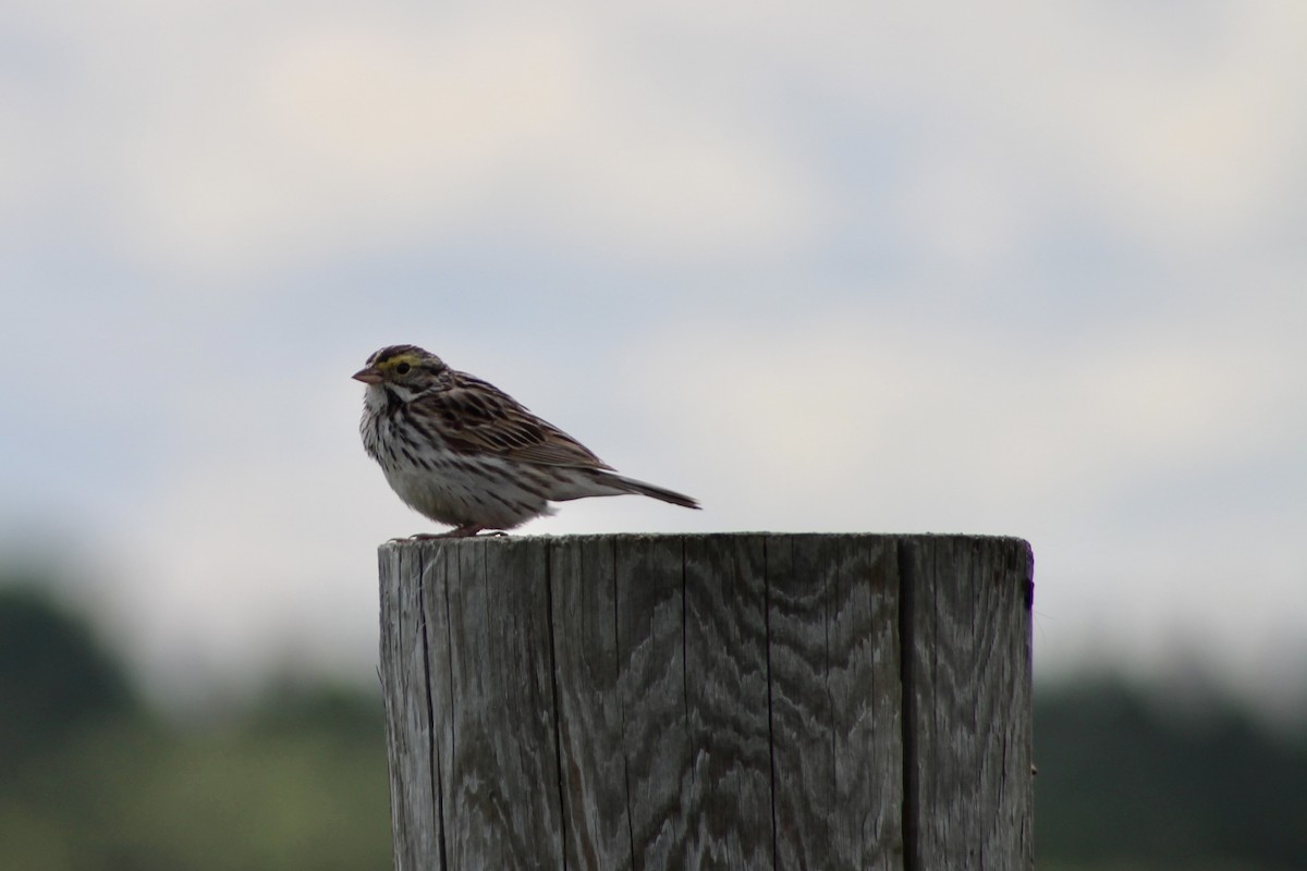 Savannah Sparrow (Savannah) - Anne R.