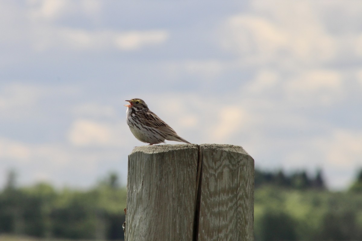 Savannah Sparrow (Savannah) - ML620585775