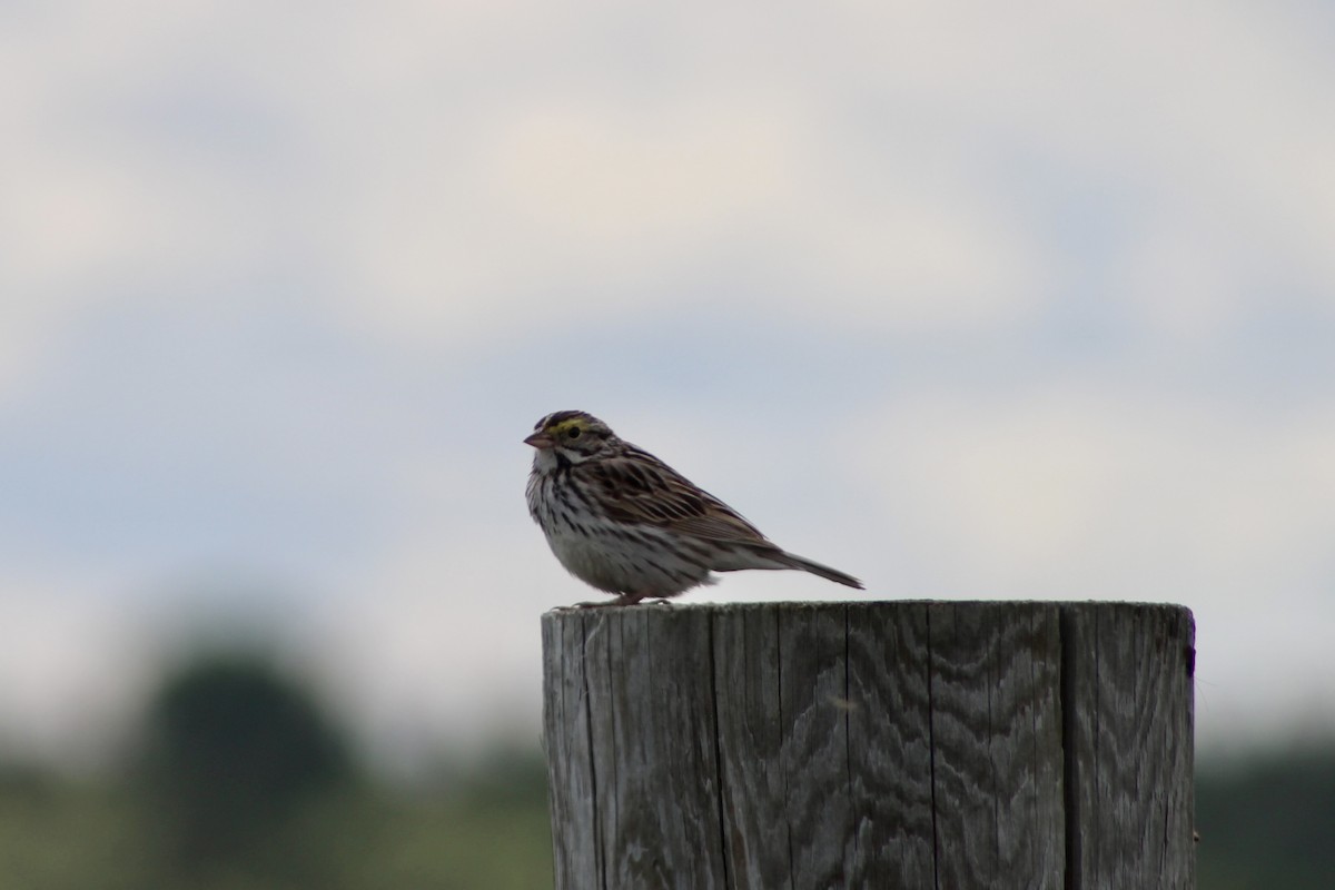 Savannah Sparrow (Savannah) - ML620585776