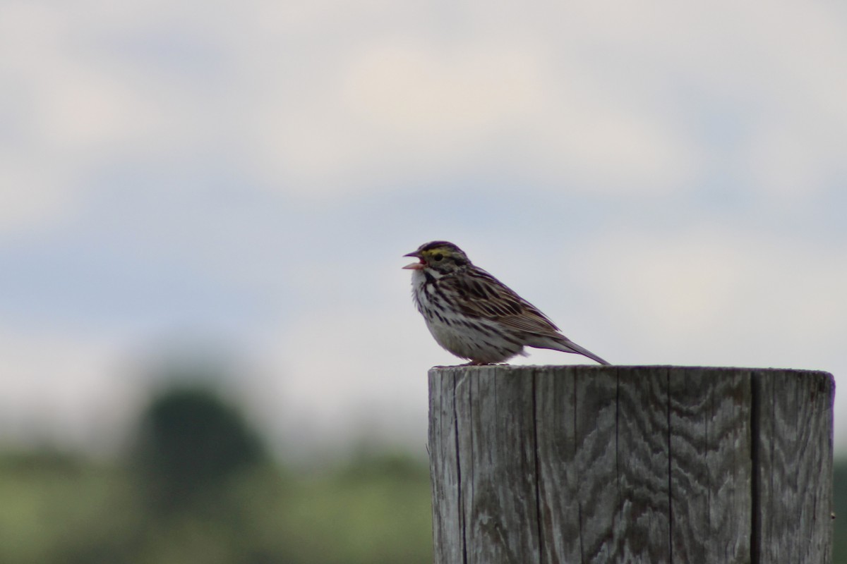 Savannah Sparrow (Savannah) - ML620585777