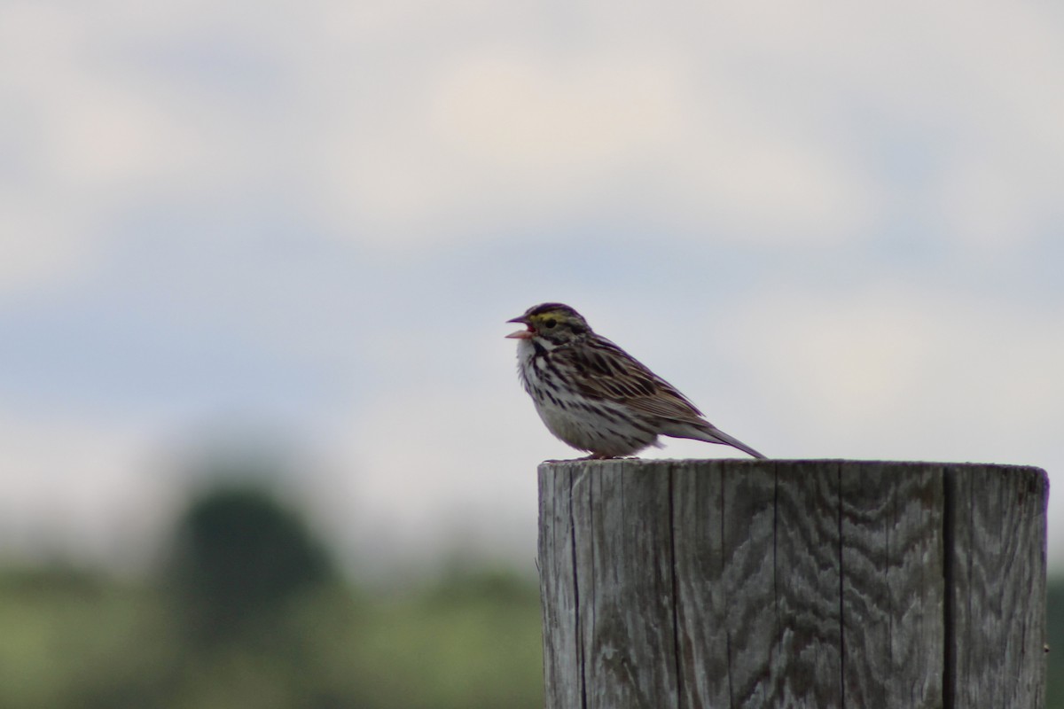 Savannah Sparrow (Savannah) - Anne R.