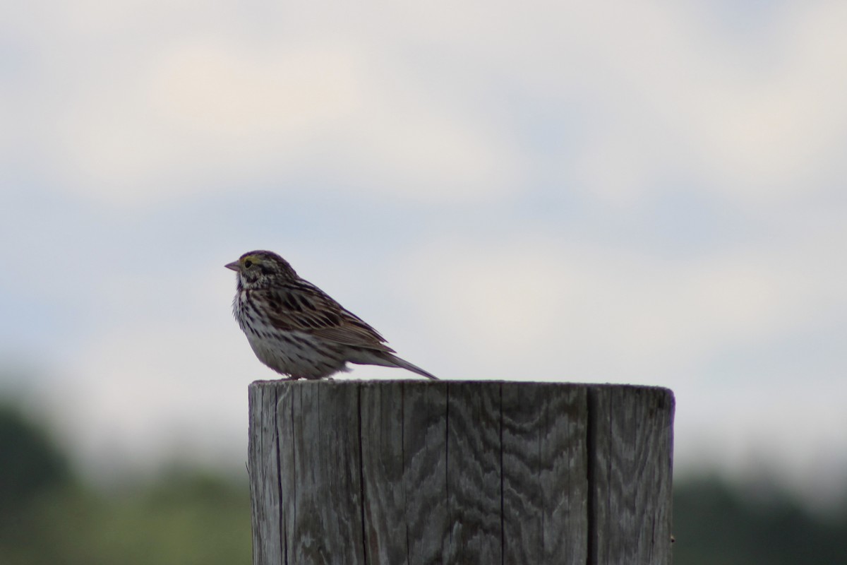 Savannah Sparrow (Savannah) - ML620585778